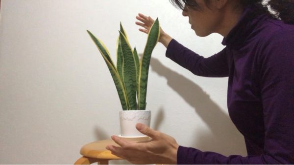 【植物のパワー】違いが分かるあなたはできる♪『気あそび☆飲み会ネタ』応用編（動画あり）