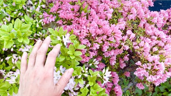 【花の気のかんじ方】お花のパワーを体感しよう【気功講座・応用編】（動画あり）