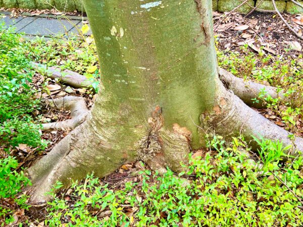 オンラインセッション体験の感想（アンケート回答編）
